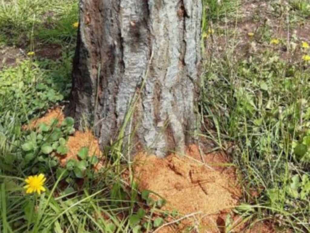 cerambicide insetto infestante alberi Lillatro
