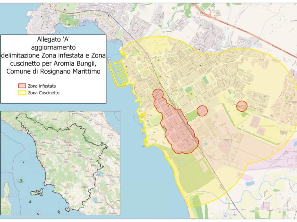 A Rosignano si allarga la zona infestata dal cerambicide, ecco le nuove prescrizioni del Servizio fitosanitario della Regione